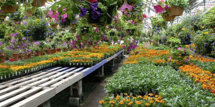 This image provided by Jeff Lowenfels shows healthy cell packs of flower starts for sale on May 1, 2017. (Jeff Lowenfels via AP)