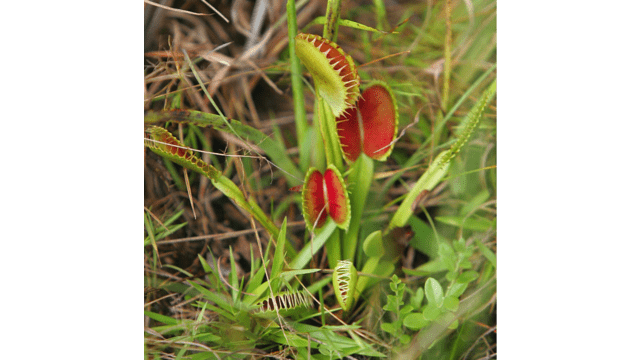 FILE - A Venus fly trap grows naturally in a Carolina Bay at Lewis Ocean Bay Heritage Preserve in Conway, S.C., Thursday, Aug. 11, 2005. Conservationists want South Carolina to make the Venus fly trap the state's official carnivorous plant, joining other official items such as the state bird (Carolina Wren), state hospitality beverage (tea) and the state picnic cuisine (barbecue). (AP Photo/Mary Ann Chastain, File)