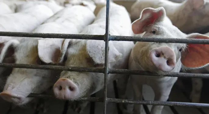 This file photo shows hogs at a farm in Buckhart, Illinois. (AP / AP Images)