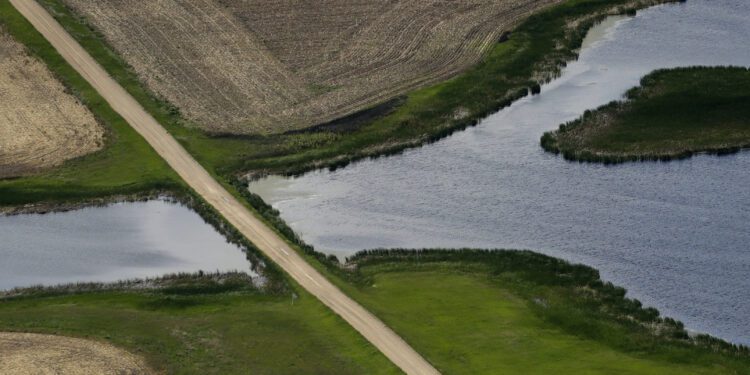 FILE - A road bisects a wetland on June 20, 2019, near Kulm, N.D. The Supreme Court has made it harder for the federal government to police water pollution. The decision from the court on Thursday, May 25, 2023, strips protections from wetlands that are isolated from larger bodies of water. It’s the second ruling in as many years in which a conservative majority has narrowed the reach of environmental regulations. (AP Photo/Charlie Riedel, File)