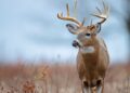 WVDNR releases updated hunting and trapping regulations summary for 2024–2025 seasons