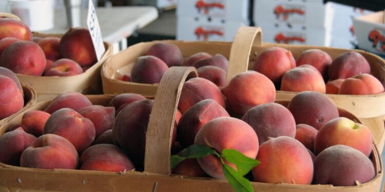 North Carolina peaches are abundant despite dry weather