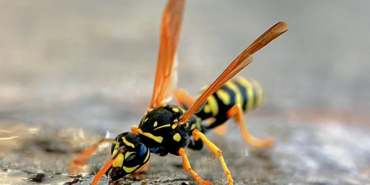 How Are Yellow Jackets Affected by the West Virginia Drought?