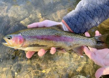 Photo: Trout Unlimited Southern West Virginia Chapter