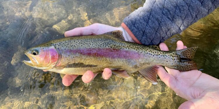 Photo: Trout Unlimited Southern West Virginia Chapter