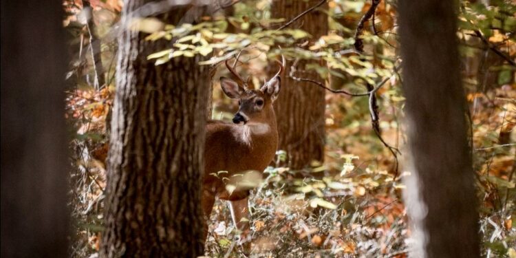 Photo: WVDNR