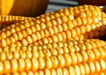 Unexpected Heatwave Causes Unusual Phenomenon: Sweaty Corn Alarms Farmers