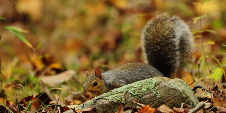 West Virginia’s squirrel season starts Sept. 14