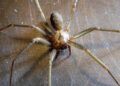 Pets at Risk from Spider Bites During Halloween and Year-Round, Experts Warn