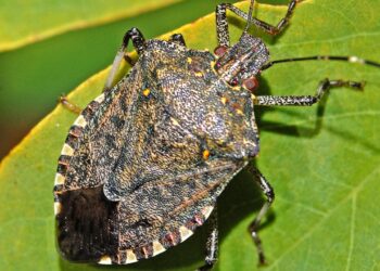 Stink Bugs Invading Homes as Fall Weather Approaches