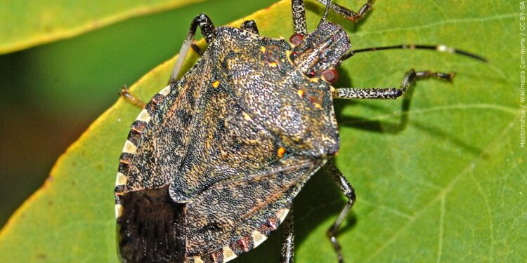 Stink Bugs Invading Homes as Fall Weather Approaches