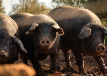 WVU Tech Professor Helps Tackle $500 Million Virus Plaguing the Pork Industry