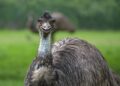 First monkeys, now emus: Thelma and Louise on the loose