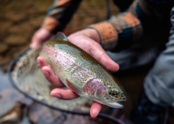 Gov. Justice announces extra Elk River trout stockings in Webster County