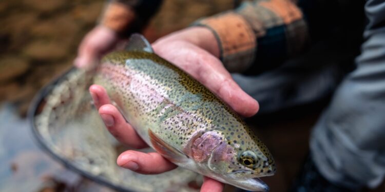 Gov. Justice announces extra Elk River trout stockings in Webster County