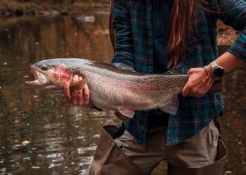 Anglers who catch a tagged monster trout can win a prize