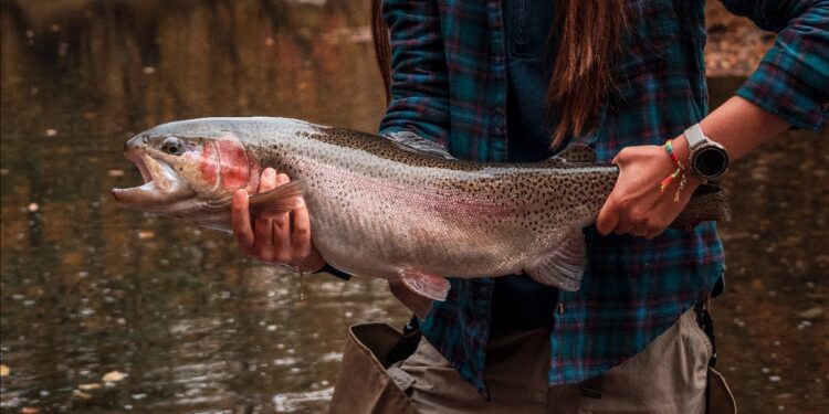 Anglers who catch a tagged monster trout can win a prize