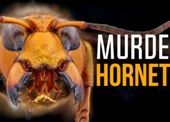 Invasive ‘Murder Hornets’ Declared Eradicated in the U.S., Officials Announce