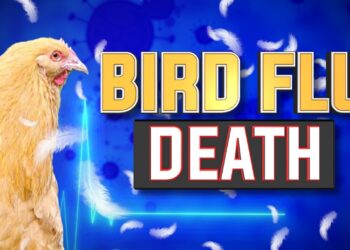 First U.S. Death from Bird Flu Reported in Louisiana