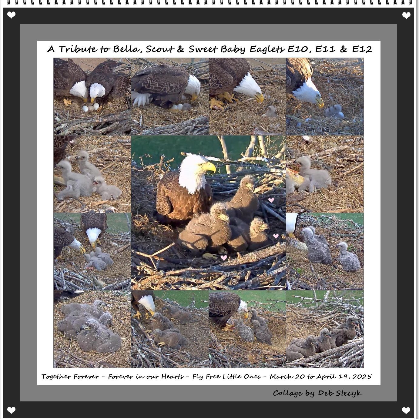 Heartbreak in the West Virginia Sky: Iconic NCTC Bald Eagle Nest Lost After 22 Years