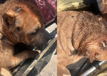 Fayette County Humane Society photos