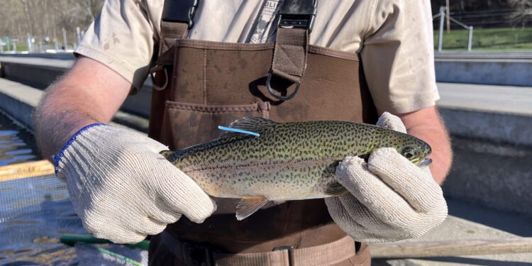 WVDNR to Conduct Trout Tagging Study in Spring and Fall