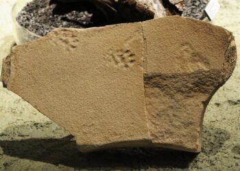 Ancient Footprints Unearthed at John Day Fossil Beds Reveal Prehistoric Animal Behaviors