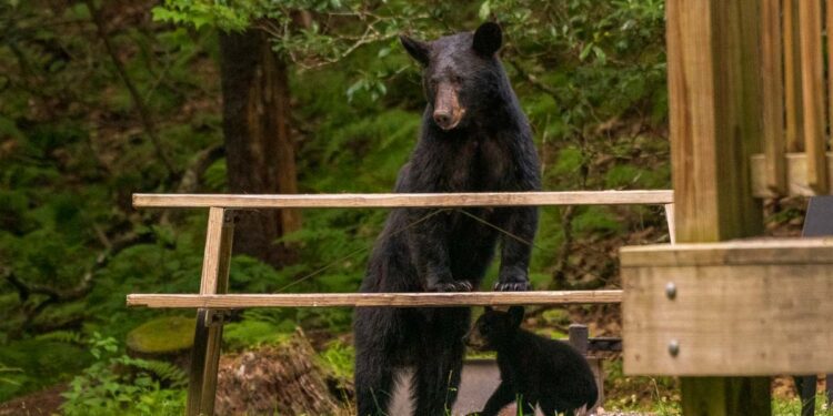 WVDNR Urges Residents to Remove Bear Attractants and Prevent Conflicts This Spring