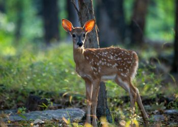 WVDNR Urges Public to Leave Young Wildlife Alone