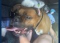 (Fayette County Humane Society/Facebook)