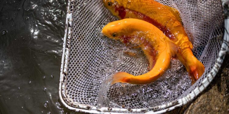 WVDNR announces West Virginia Gold Rush giveaway winners