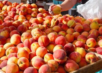 N.C. peach season arrives ahead of schedule