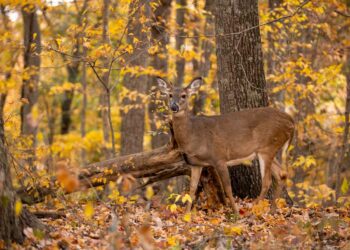 WVDNR accepting applications for antlerless deer hunt lotteries